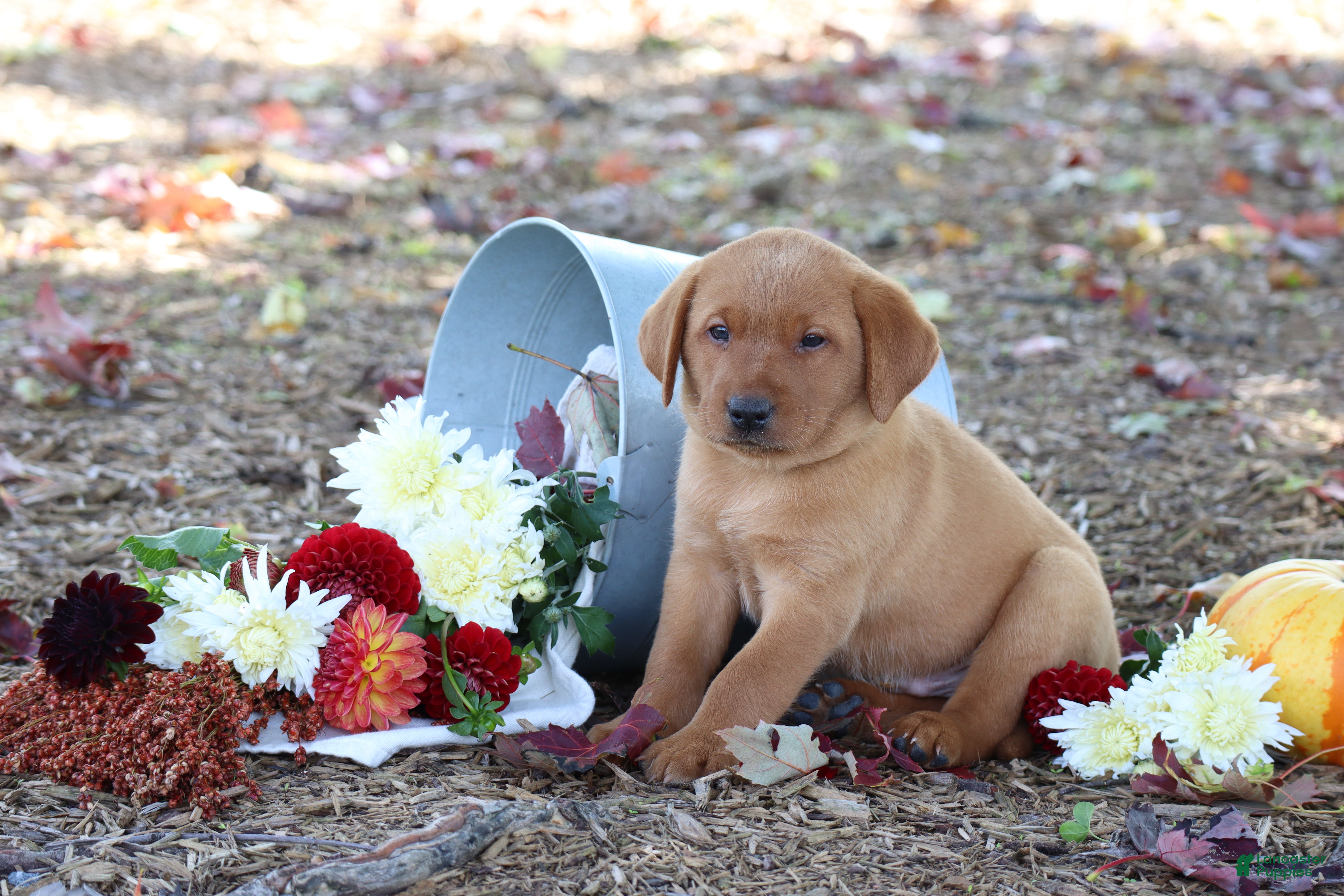 Labrador Retriever dogs Harvest - Ad 2