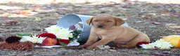 Labrador Retriever dogs for sale: Harvest - Ad 2