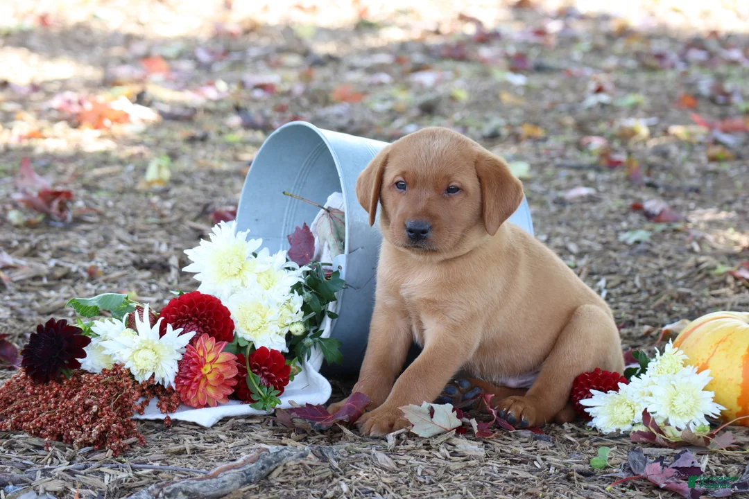 Labrador Retriever dogs for sale: Harvest - Ad 2