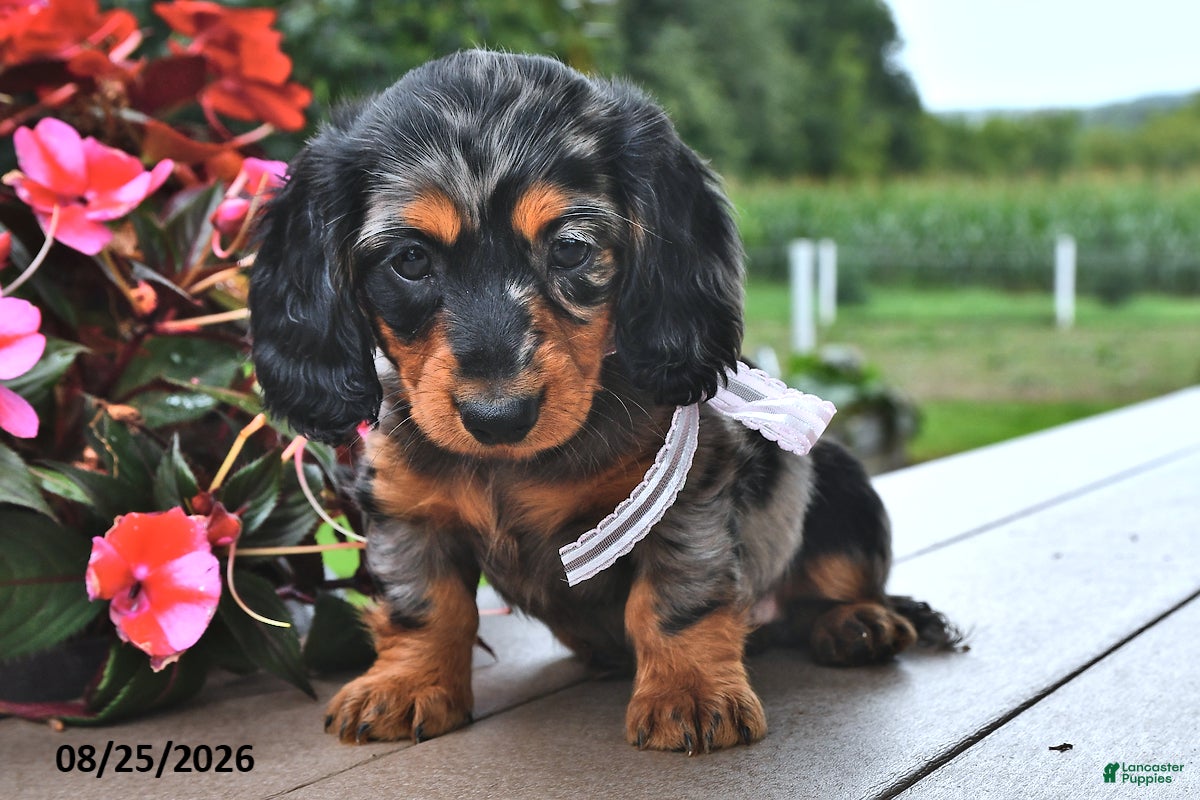 Miniature Dachshund dogs Venus - Ad 2