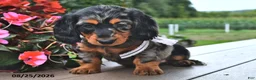 Miniature Dachshund dogs for sale: Venus - Ad 2