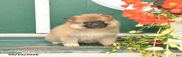 Pomeranian dogs for sale: Minnie - Ad 3