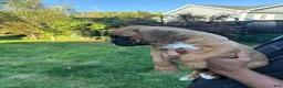 Boxer dogs for sale: Munich - Ad 10