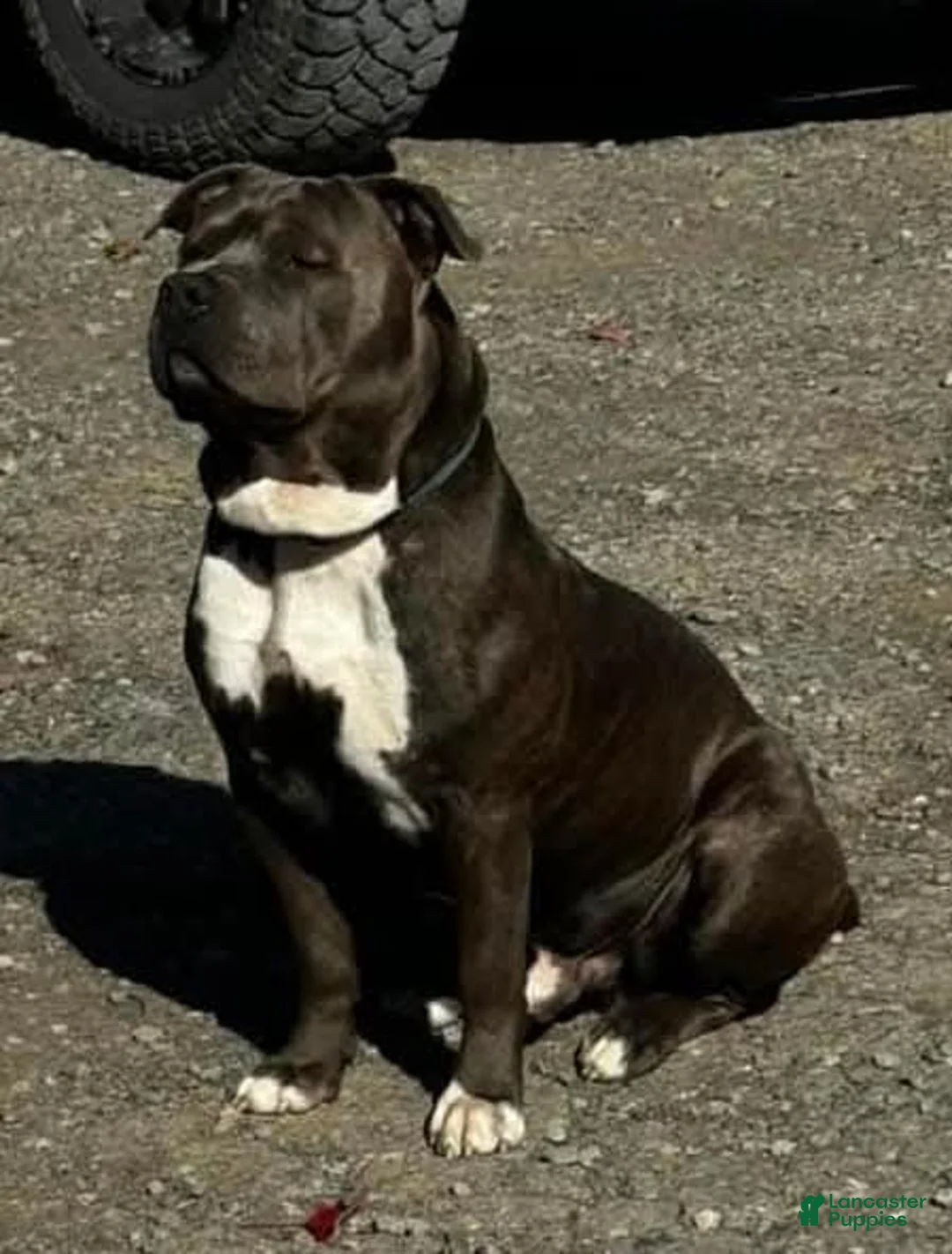 Mixed Breed dogs for sale: Missy - Ad 5