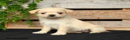Mixed Breed dogs for sale: Tori - Ad 4