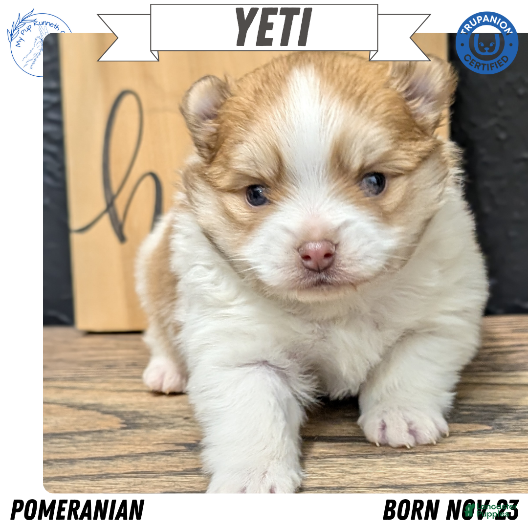 Pomeranian dogs for sale: Yeti  - Ad 1