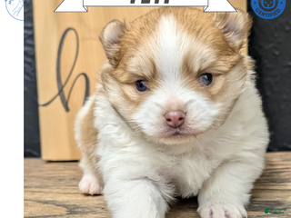 Pomeranian dogs Yeti - Ad 2