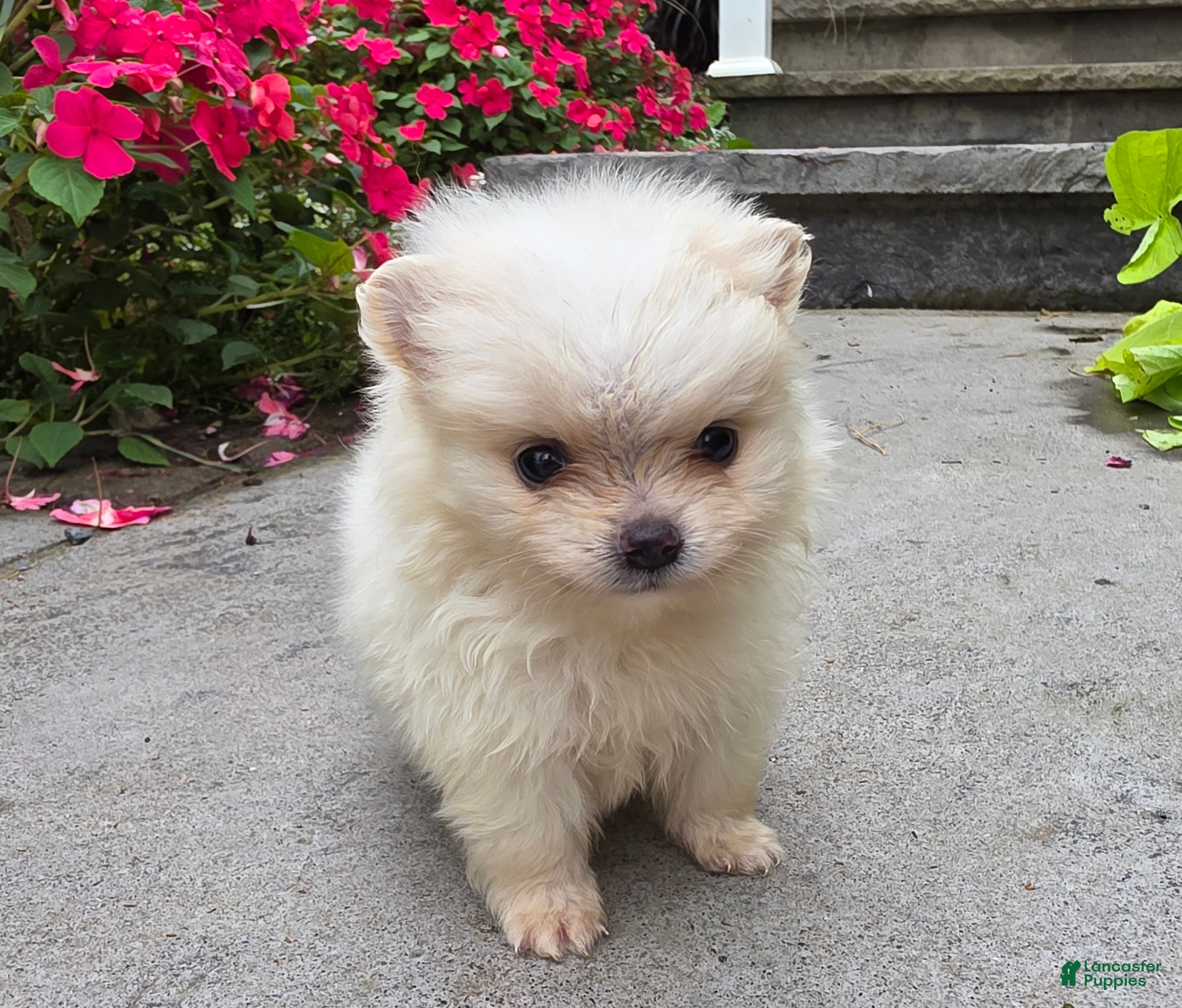 Pomeranian dogs Shadow- Cream - Ad 2