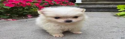 Pomeranian dogs for sale: Shadow- Cream - Ad 2