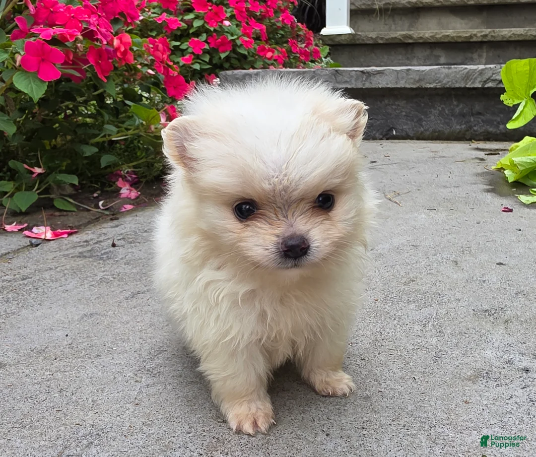 Pomeranian dogs for sale: Shadow- Cream - Ad 2