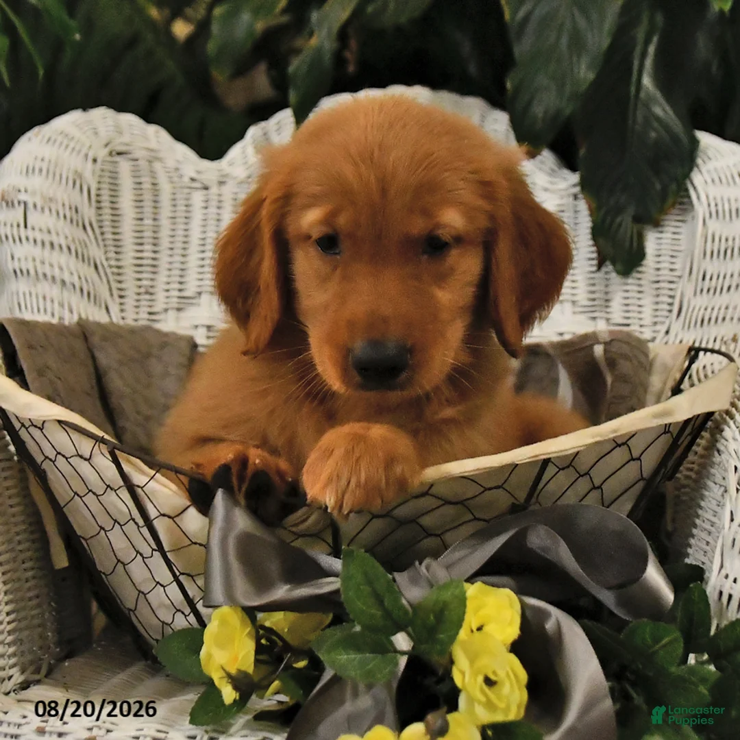 Golden Retriever dogs for sale: Becky - Ad 2