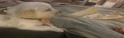 Golden Retriever dogs for sale: Chicory - Ad 25