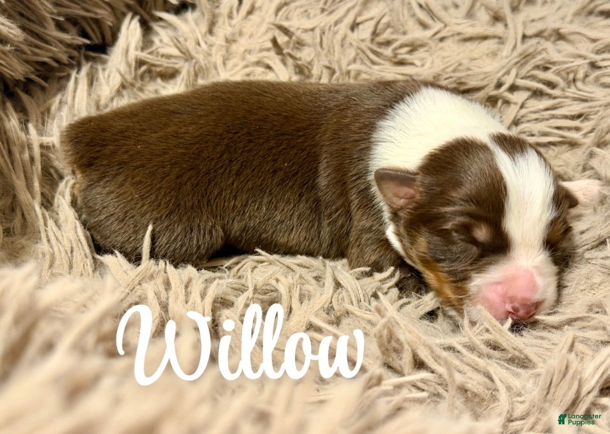 Australian Shepherd dogs for sale: Australian Shepherd 3 - Ad 3