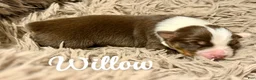 Australian Shepherd dogs for sale: Australian Shepherd 3 - Ad 1