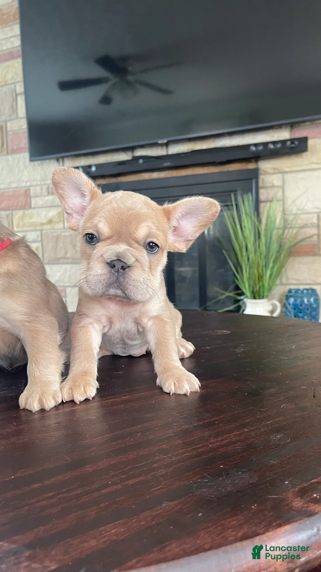 French Bulldog dogs for sale: Meredith - Ad 2
