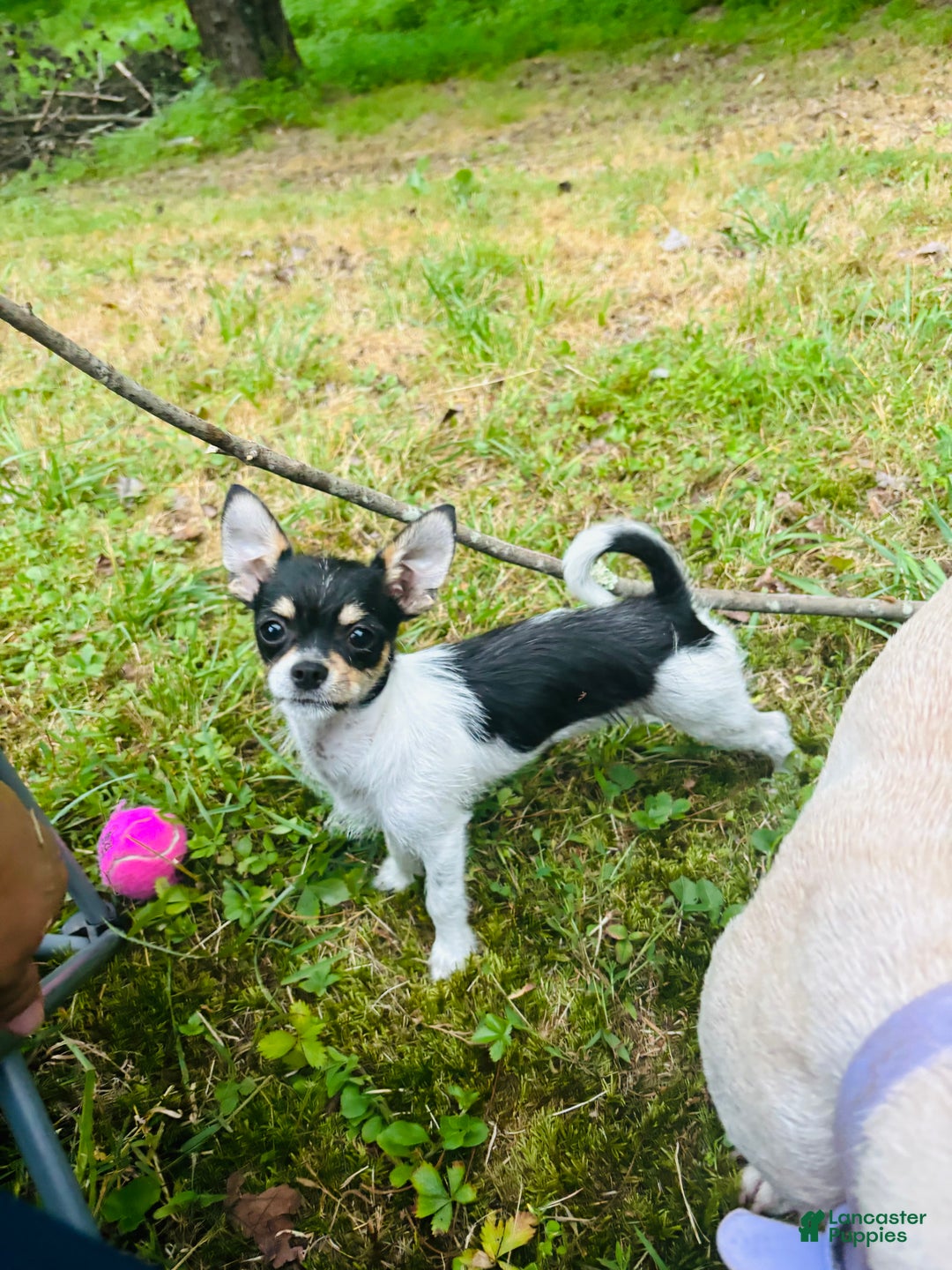 Chihuahua dogs for sale: Chihuahua Puppy 1 - Ad 3