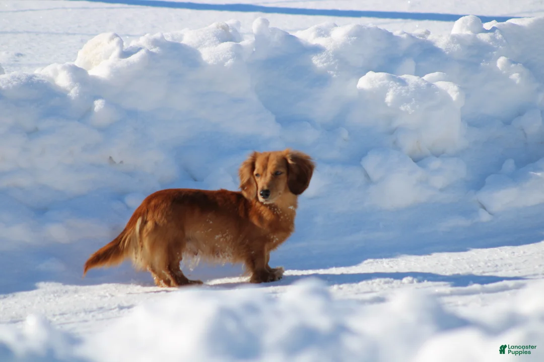Miniature Dachshund dogs for sale: Bonita - Ad 23