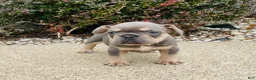 French Bulldog dogs for sale: Bella - Ad 7