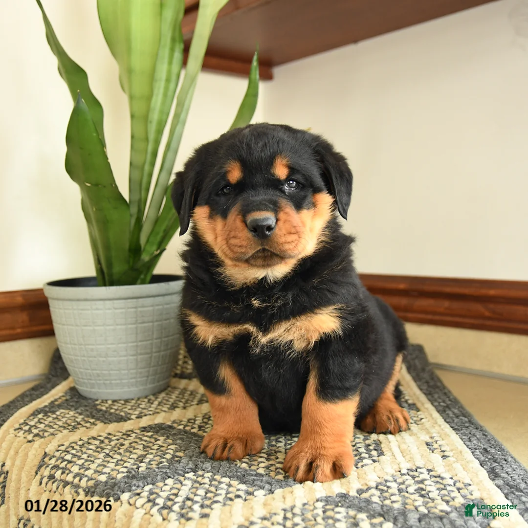 Rottweiler dogs for sale: Diesel - Ad 3