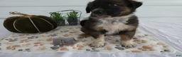 Mixed Breed dogs for sale: Mixed Breed 8 Veronica - Ad 2