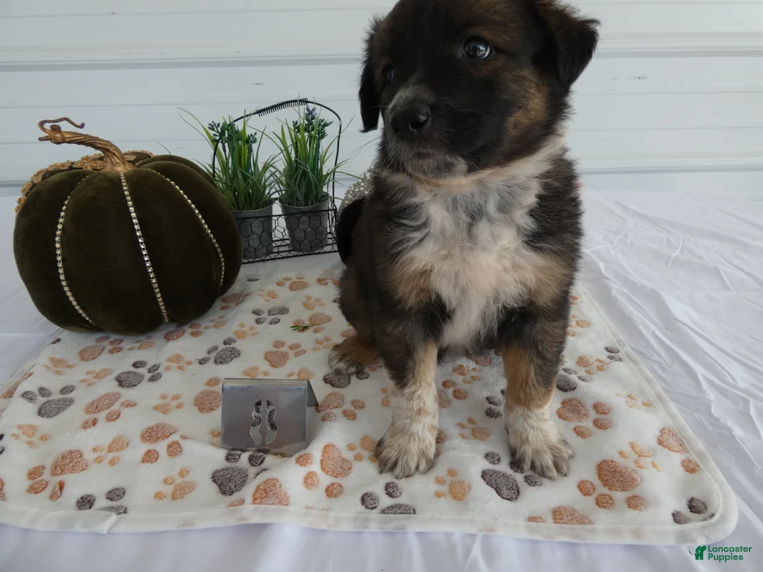 Mixed Breed dogs for sale: Mixed Breed 8 Veronica - Ad 2
