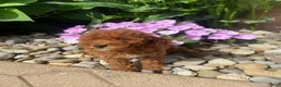 Miniature Poodle dogs for sale: Fran - Ad 4