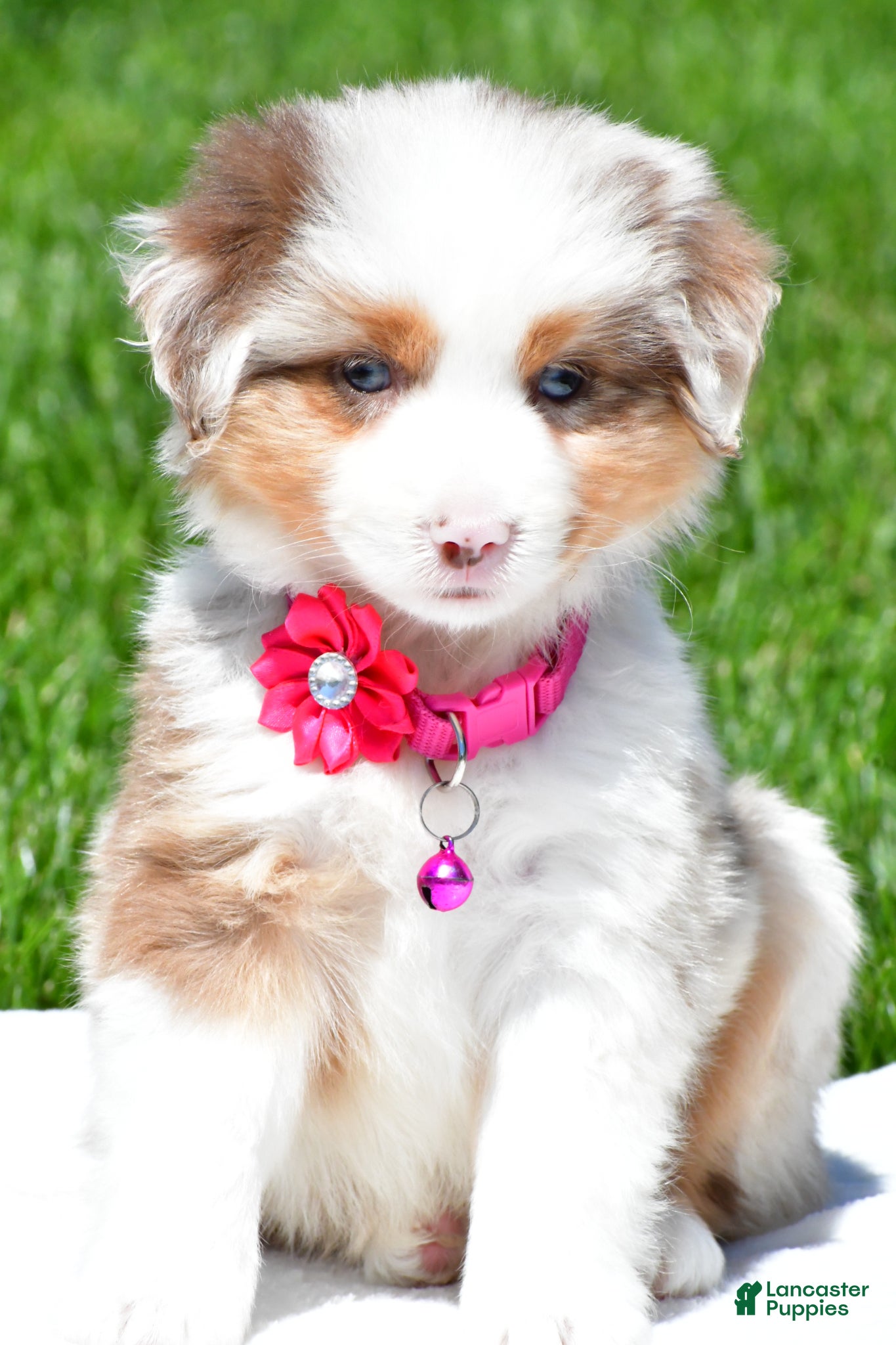 Miniature Australian Shepherd dogs Crystal - Ad 2