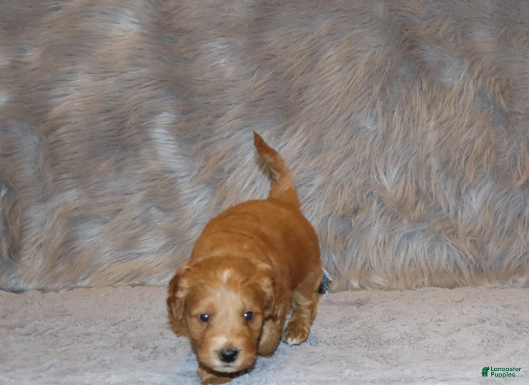 Mini Goldendoodle dogs for sale: Wyatt 💙 Genetic Clear Parents - Ad 11