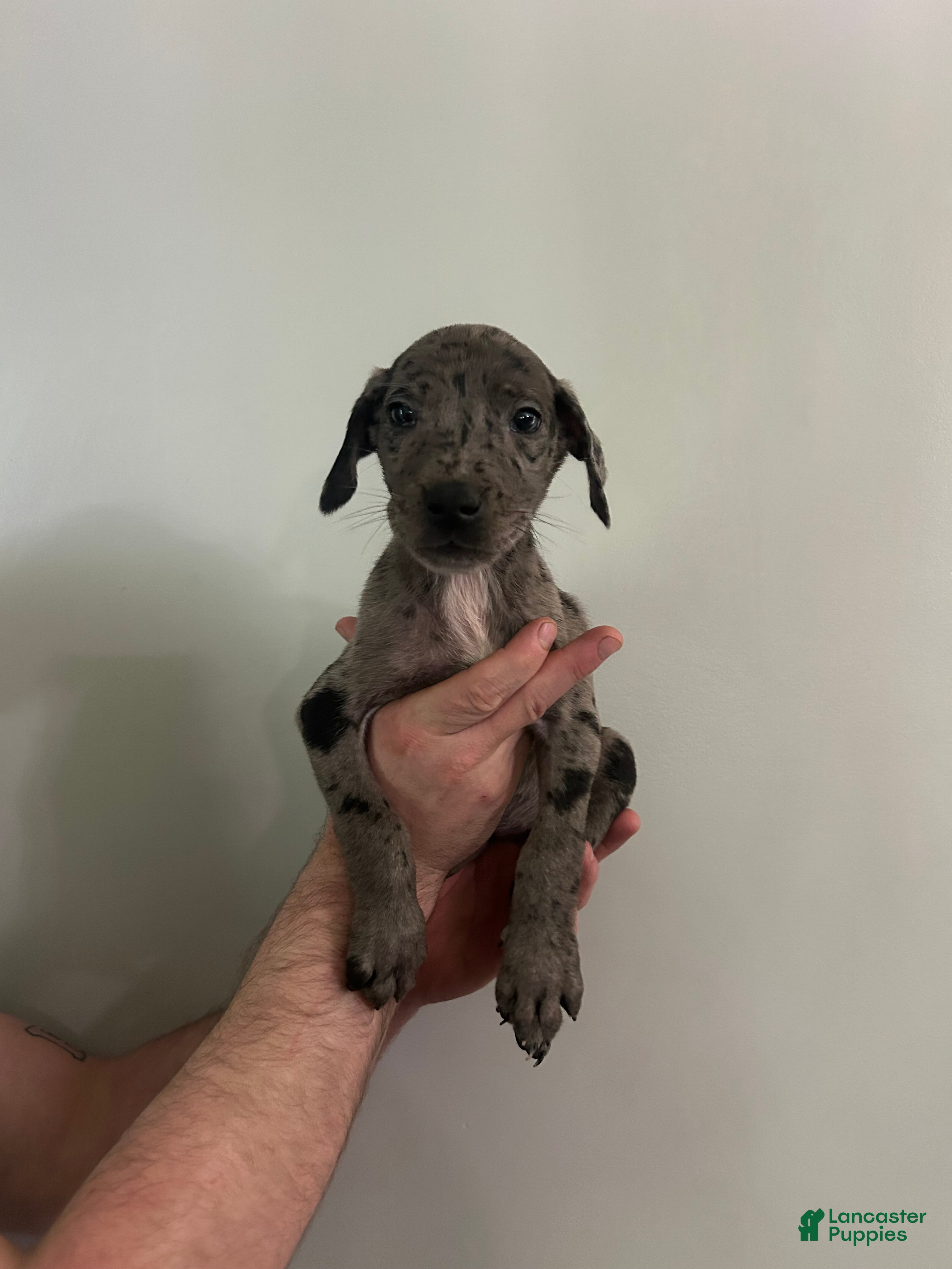 Mixed Breed dogs Puppy 7 - Ad 41