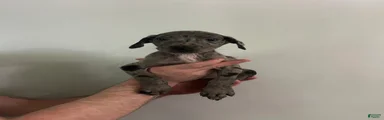 Puppy 7