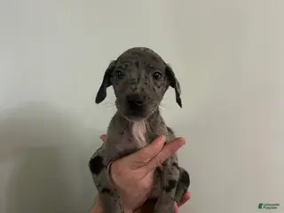 Mixed Breed dogs Puppy 7 - Ad 41