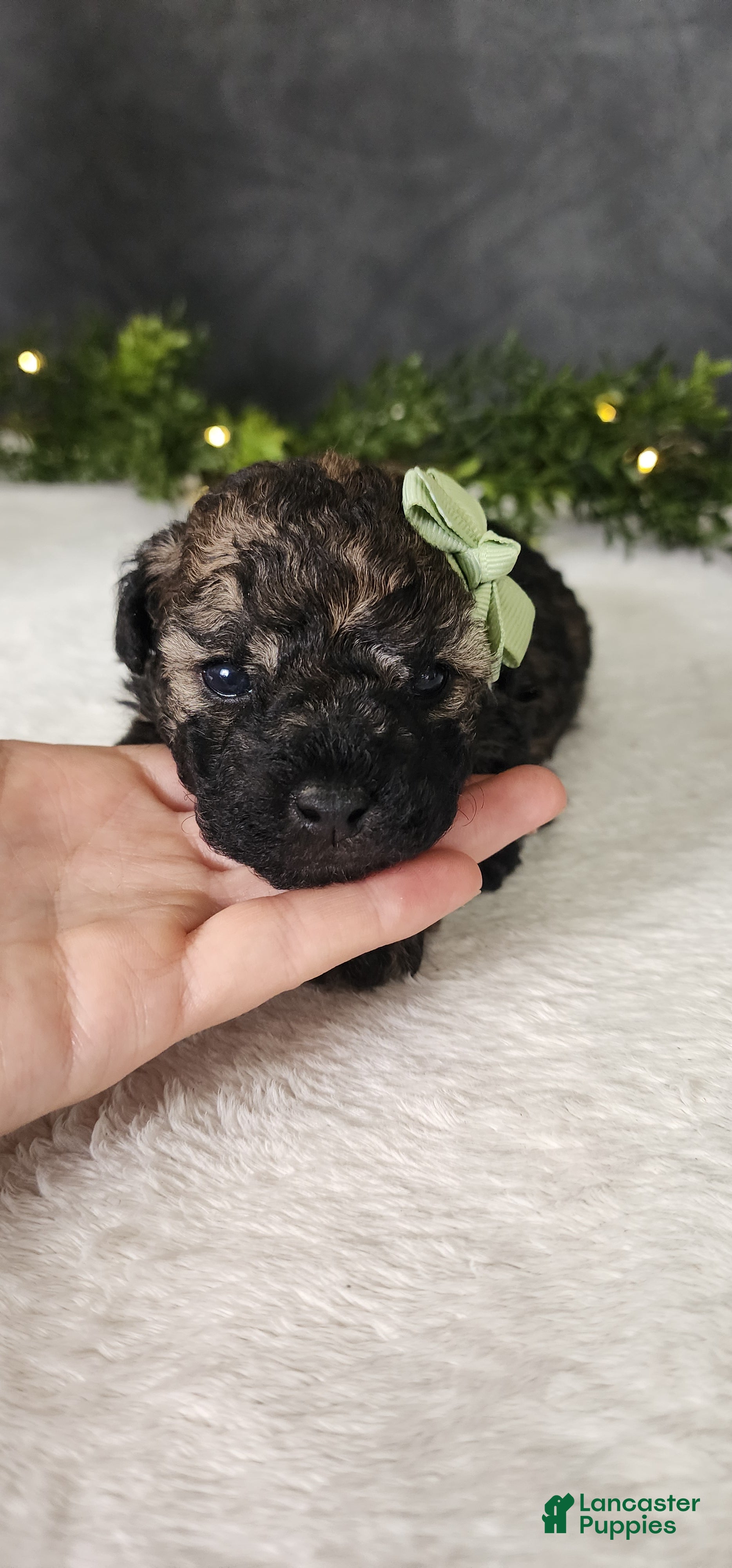 Miniature Poodle dogs for sale: Oliver  - Ad 3