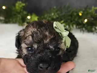 Miniature Poodle dogs for sale: Oliver - Ad 3