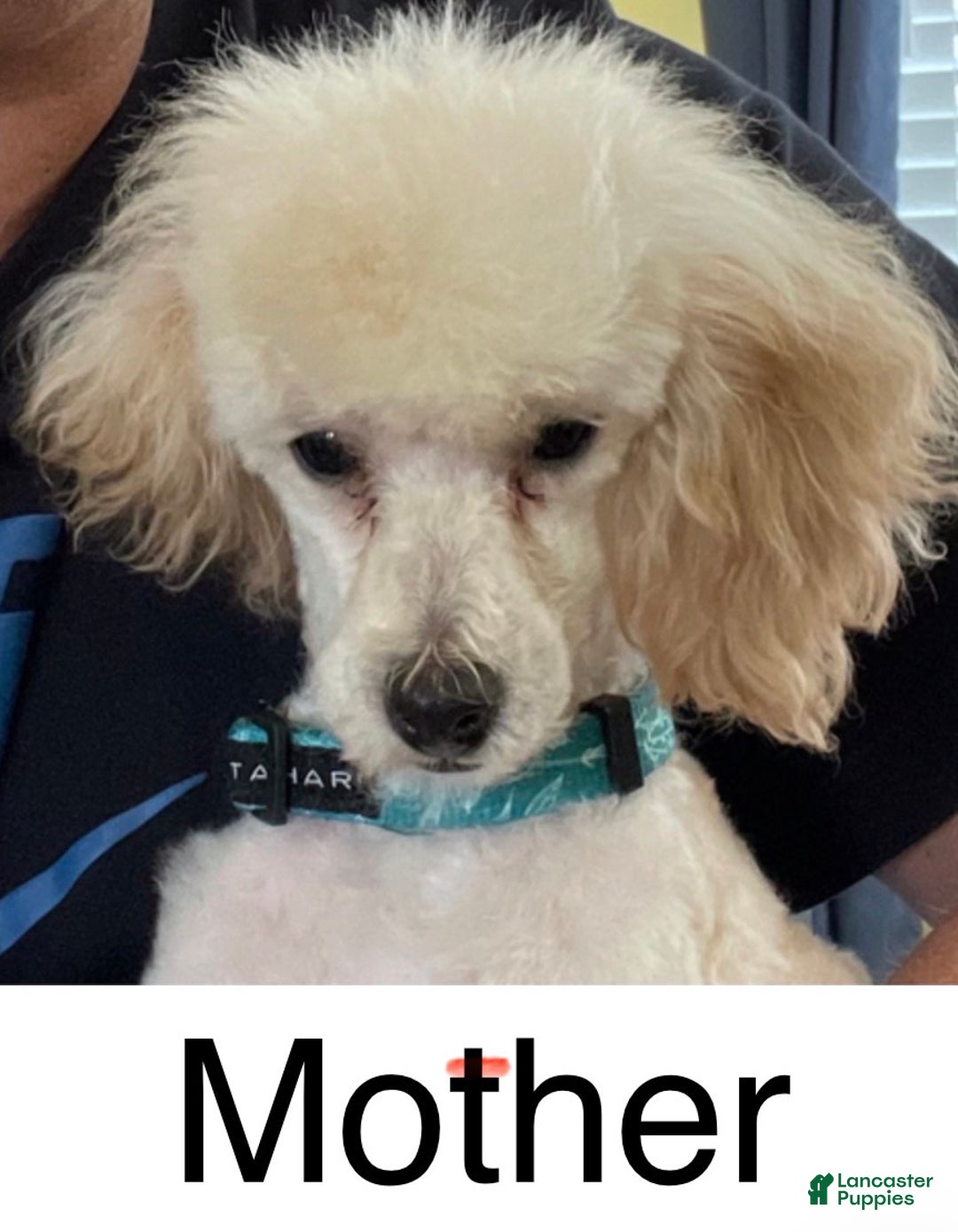 Toy Poodle dogs for sale: Toy Poodle Puppy 2 - Ad 3