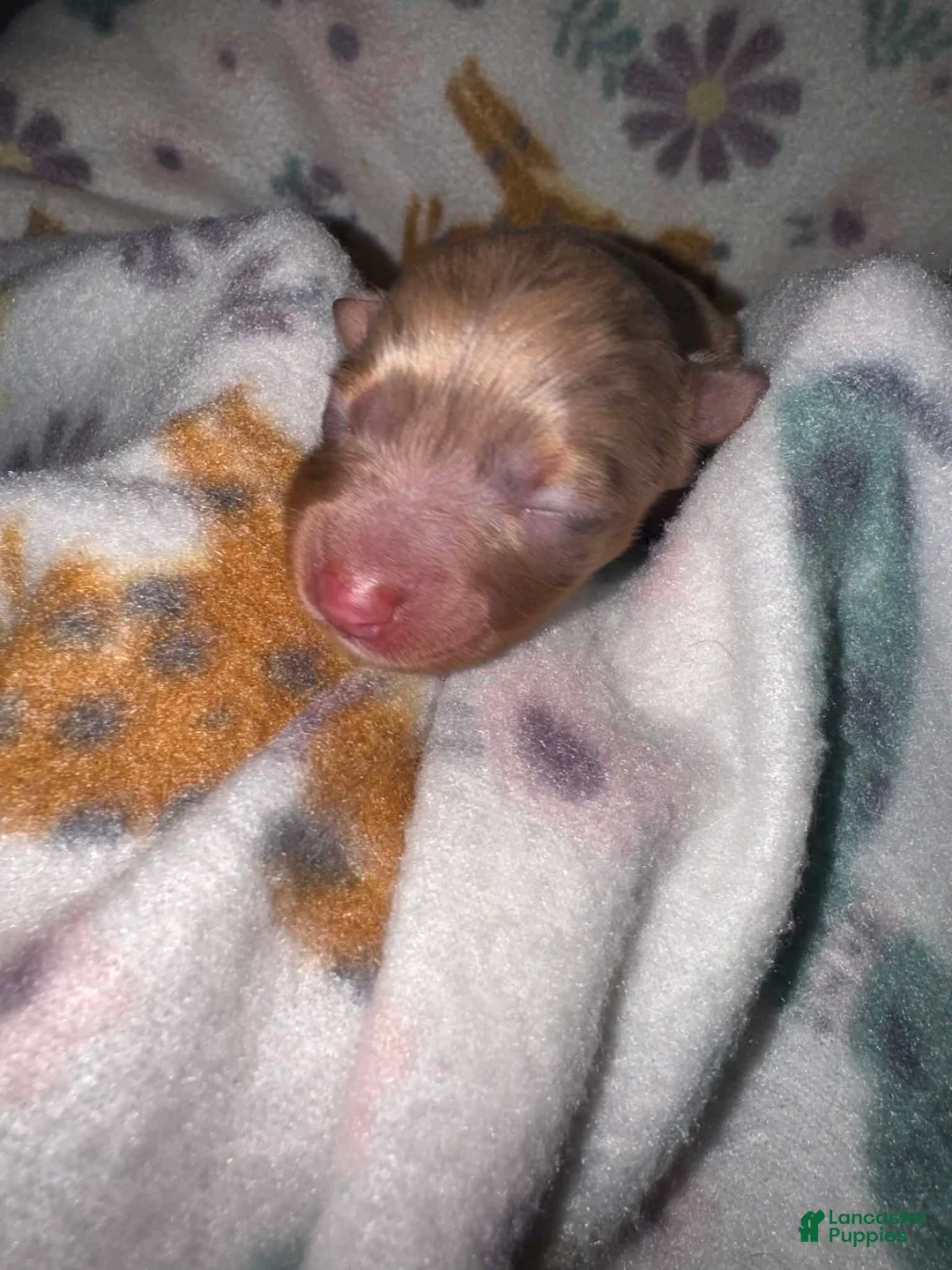 Chihuahua dogs for sale: Chihuahua 5 - Ad 2