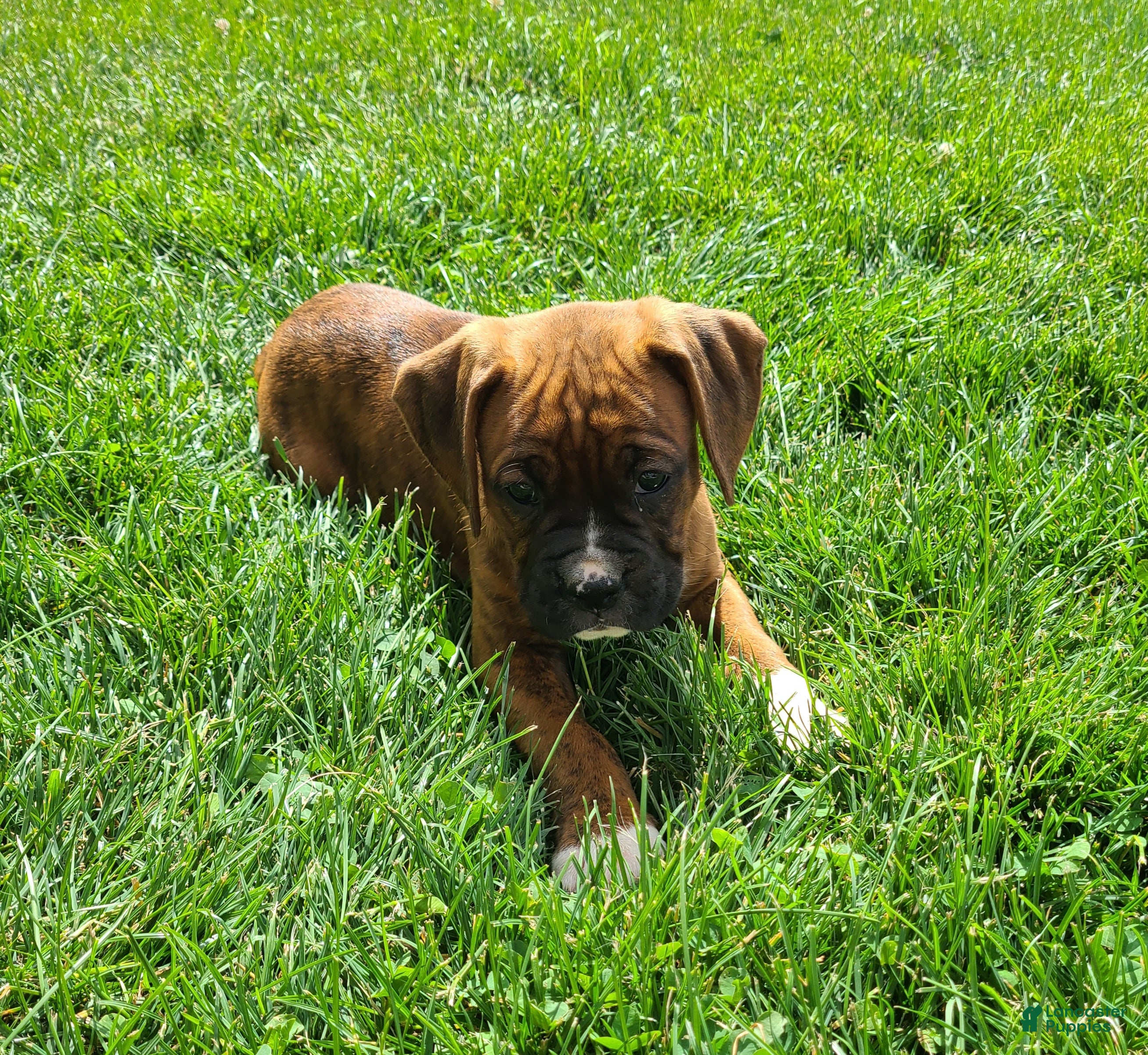 Boxer dogs Jonny  - Ad 2