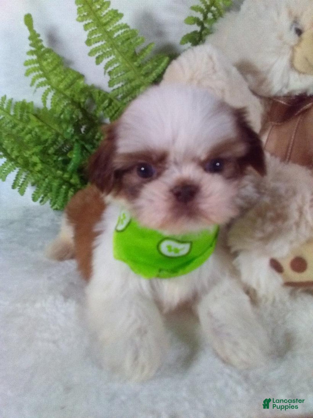 Shih Tzu dogs for sale: Benji - Ad 2