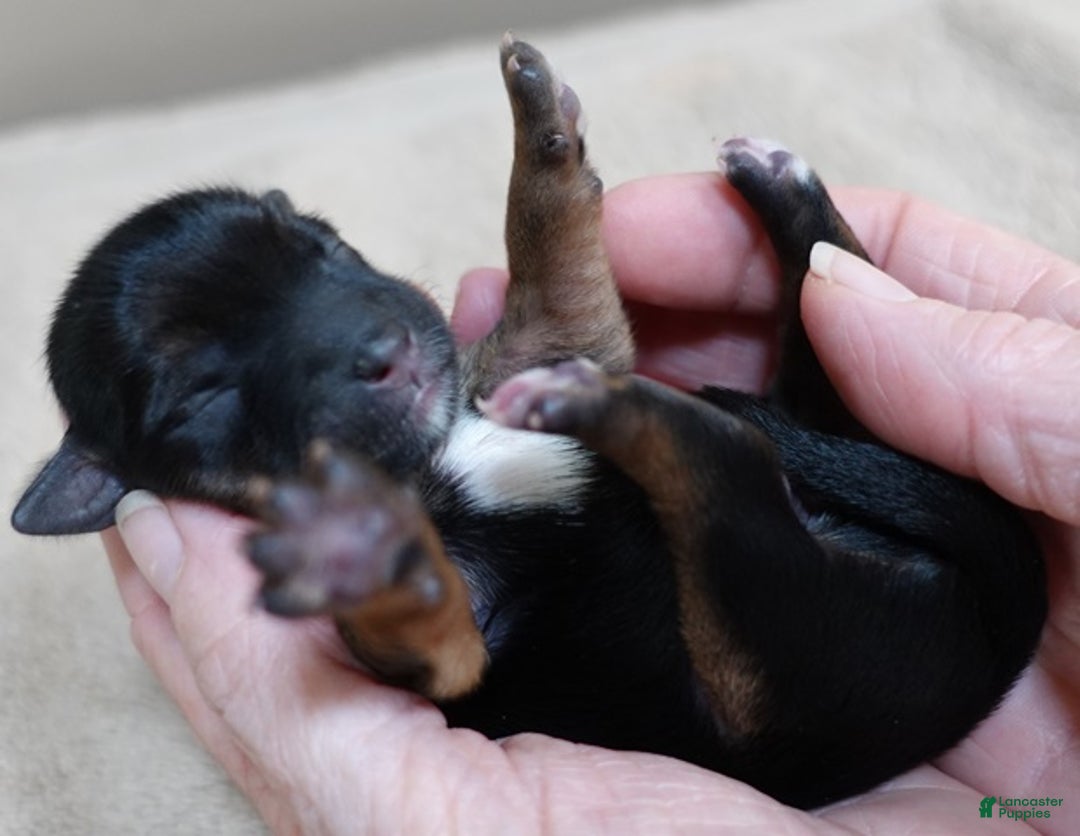 Yorkshire Terrier dogs for sale: Bali - Ad 6