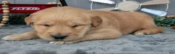 Golden Retriever dogs for sale: Chino - Ad 1
