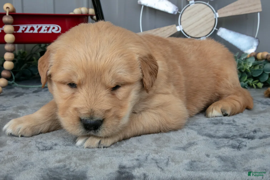 Golden Retriever dogs for sale: Chino - Ad 1