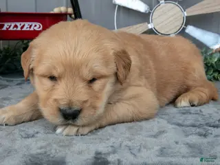 Golden Retriever dogs for sale: Chino - Ad 2