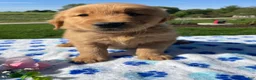 Golden Retriever dogs for sale: Buddy - Ad 4