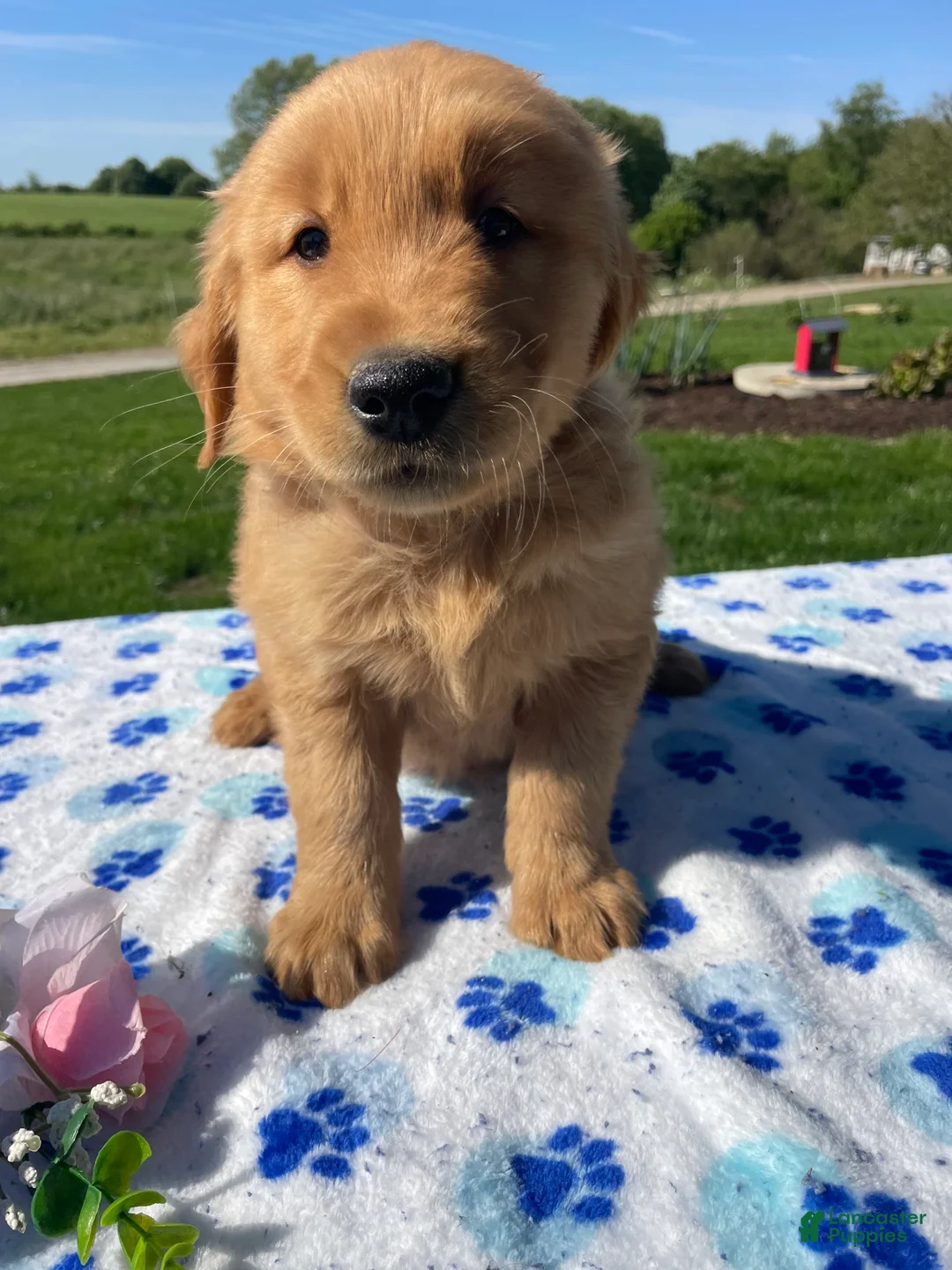 Golden Retriever dogs for sale: Buddy - Ad 4