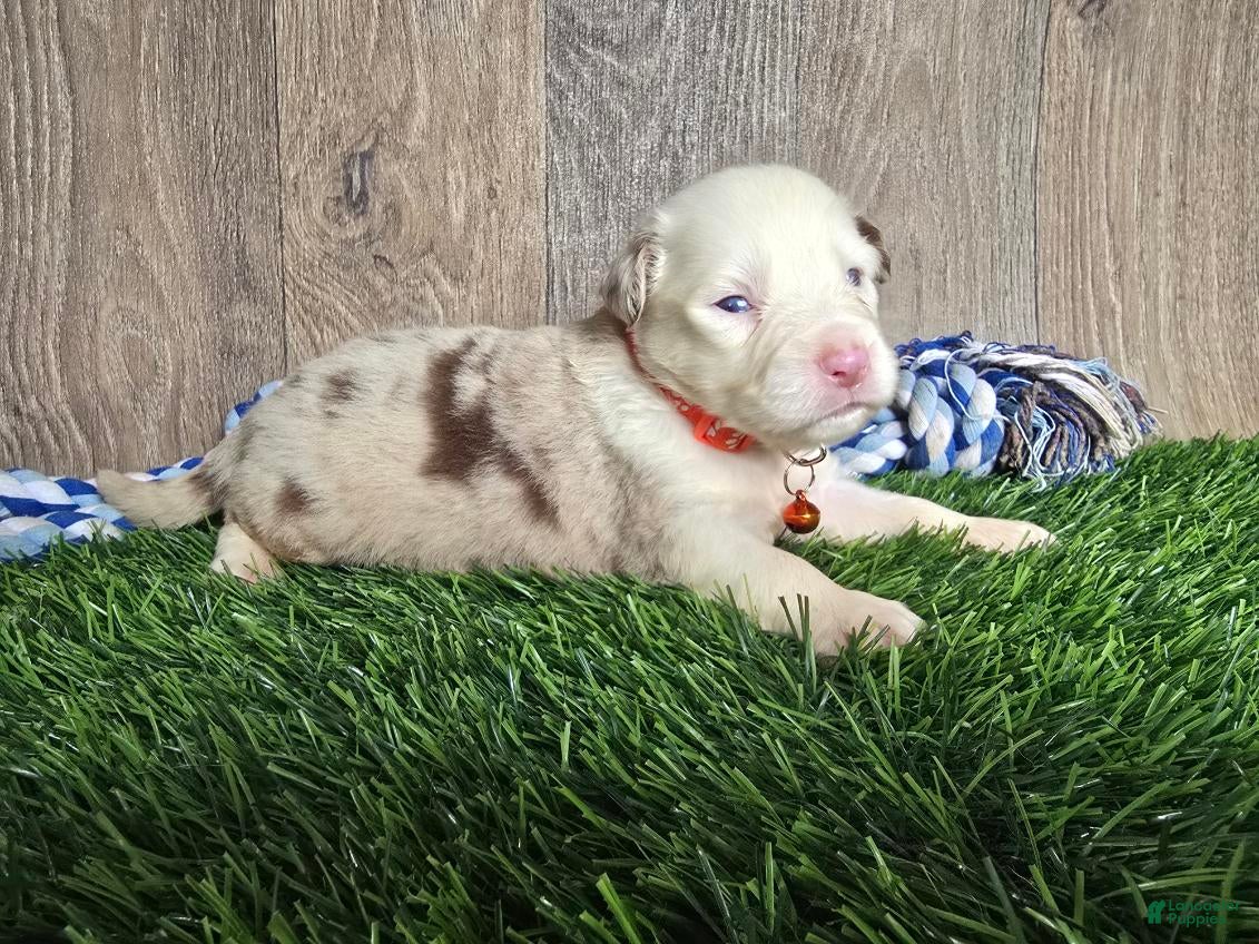 Toy Australian Shepherd dogs Boy 3 - Ad 18