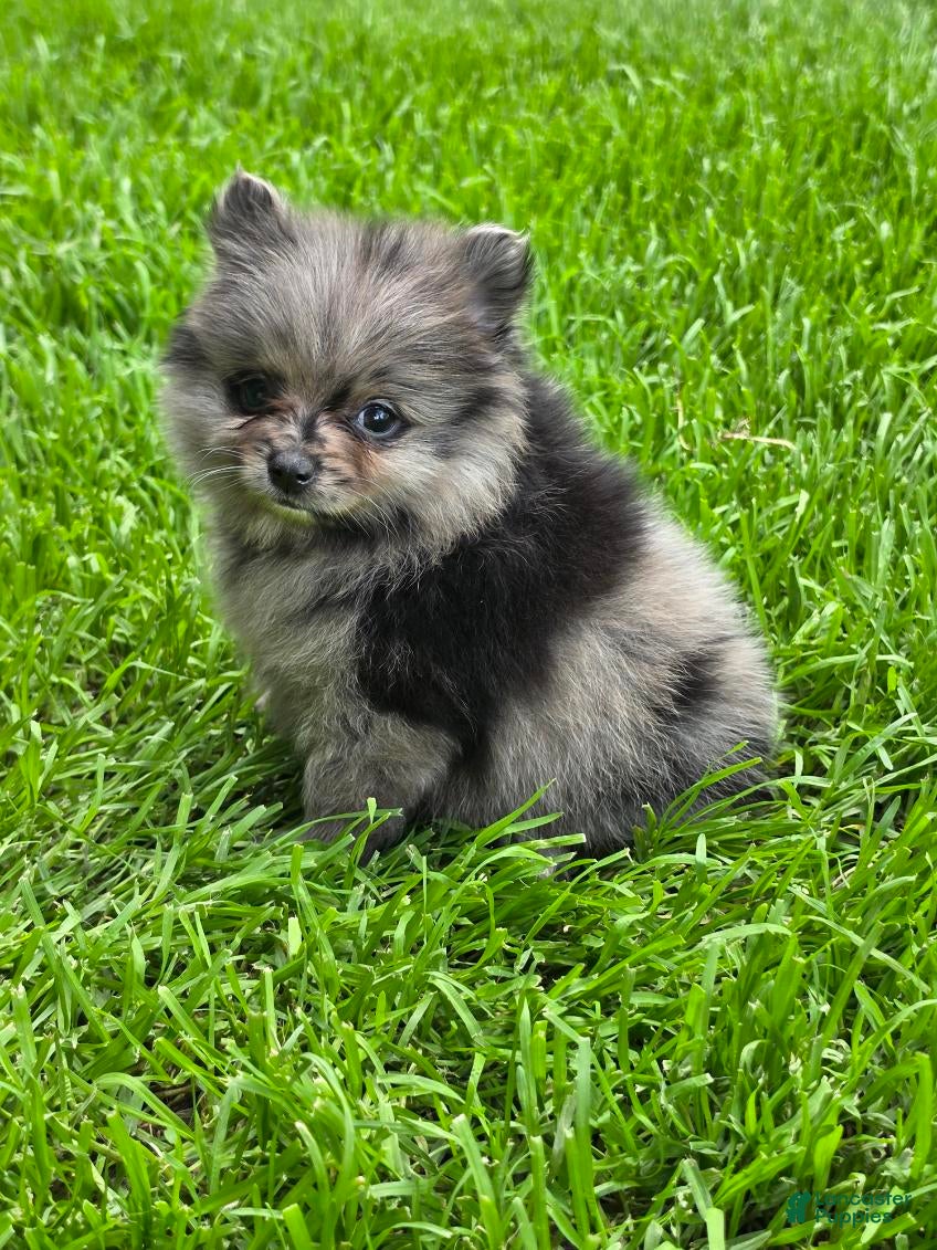 Pomeranian dogs Girl - Ad 1