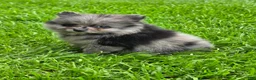 Pomeranian dogs for sale: Girl - Ad 1
