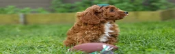 Cavapoo dogs for sale: OSCAR - Ad 10