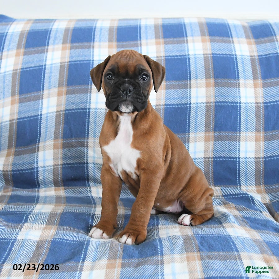 Boxer dogs Charlotte - Ad 2