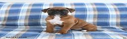 Boxer dogs for sale: Charlotte - Ad 2
