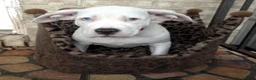American Bully dogs for sale: "HALLE BERRY" WHITE MERLE - Ad 5